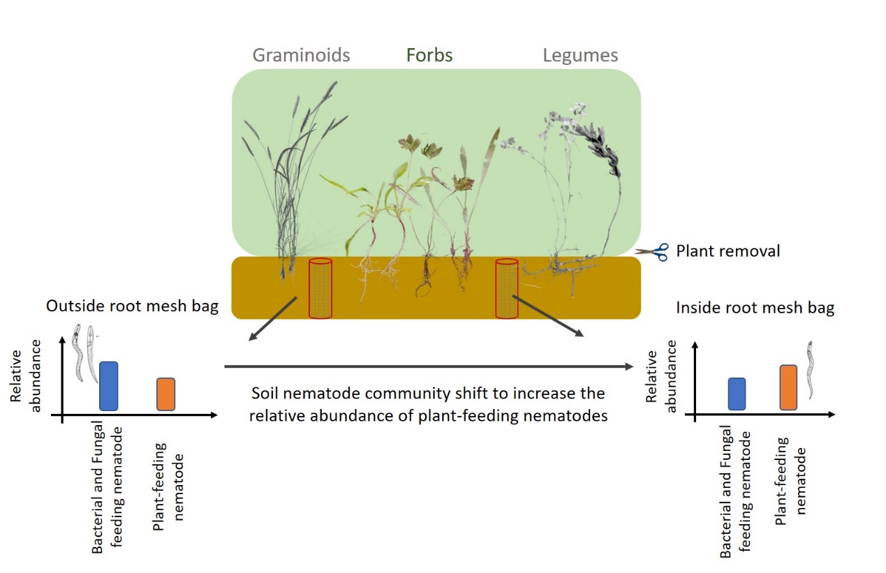 Conceptual figure of the effects of PFG removal and root mesh bags on soil nematode communities (Image by WBG).jpg