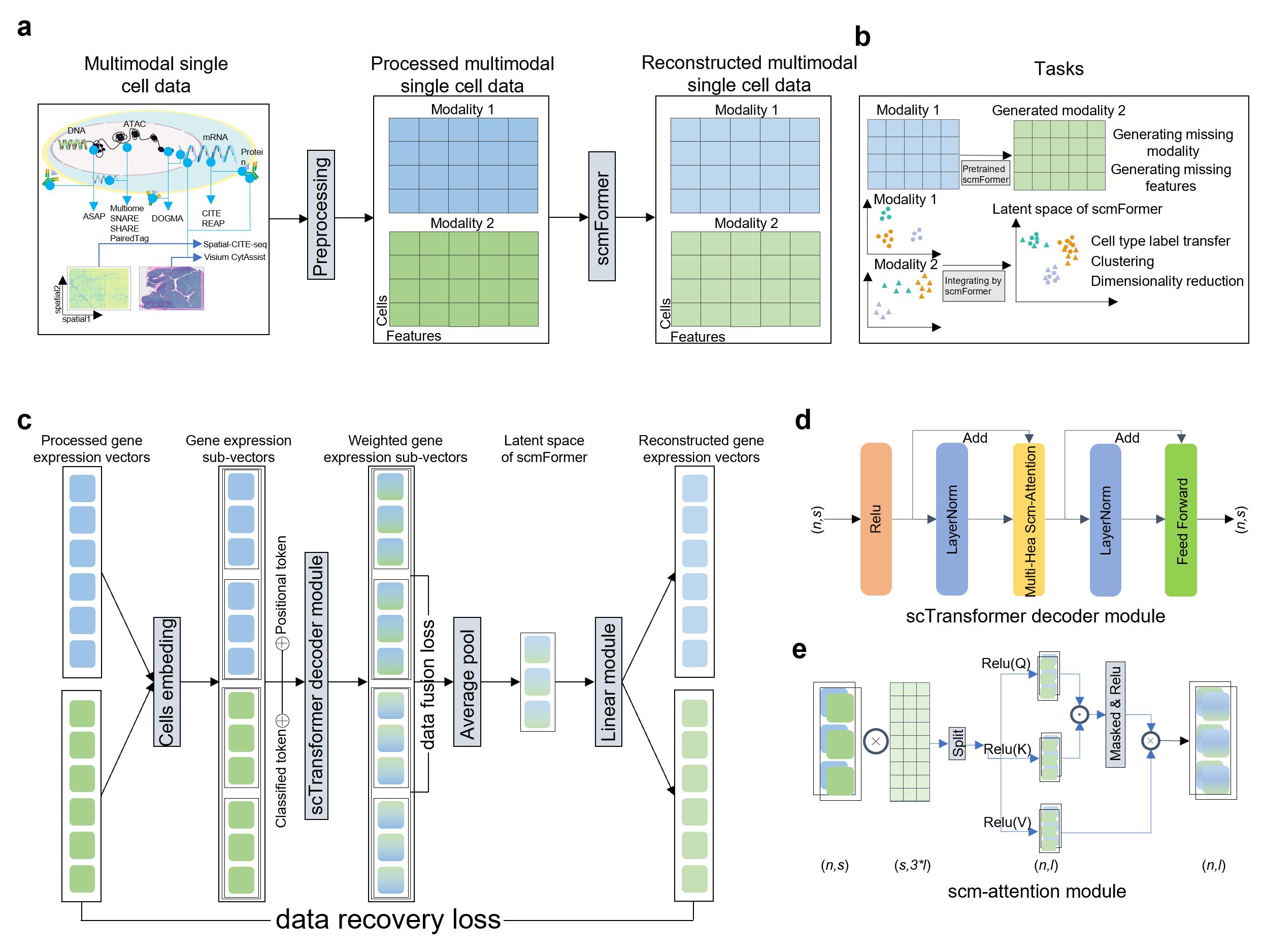 scmFormer integrates large-scale single-cell prote-omics and transcriptomics data by multi-task transformer(Image by WBG).jpg